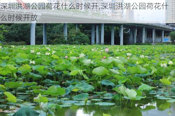 深圳洪湖公园荷花什么时候开,深圳洪湖公园荷花什么时候开放