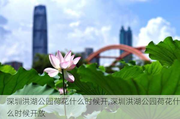 深圳洪湖公园荷花什么时候开,深圳洪湖公园荷花什么时候开放