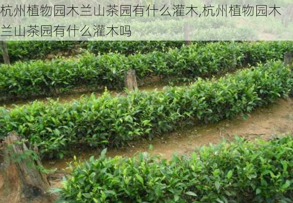 杭州植物园木兰山茶园有什么灌木,杭州植物园木兰山茶园有什么灌木吗