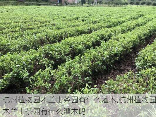 杭州植物园木兰山茶园有什么灌木,杭州植物园木兰山茶园有什么灌木吗