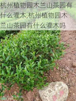 杭州植物园木兰山茶园有什么灌木,杭州植物园木兰山茶园有什么灌木吗