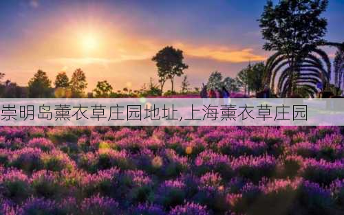 崇明岛薰衣草庄园地址,上海薰衣草庄园