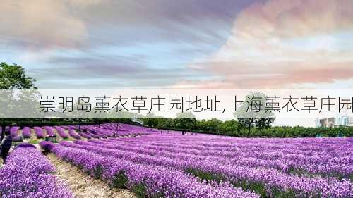 崇明岛薰衣草庄园地址,上海薰衣草庄园