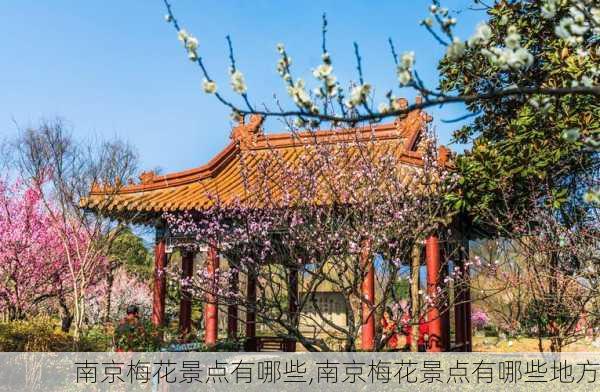 南京梅花景点有哪些,南京梅花景点有哪些地方