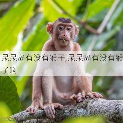 呆呆岛有没有猴子,呆呆岛有没有猴子啊