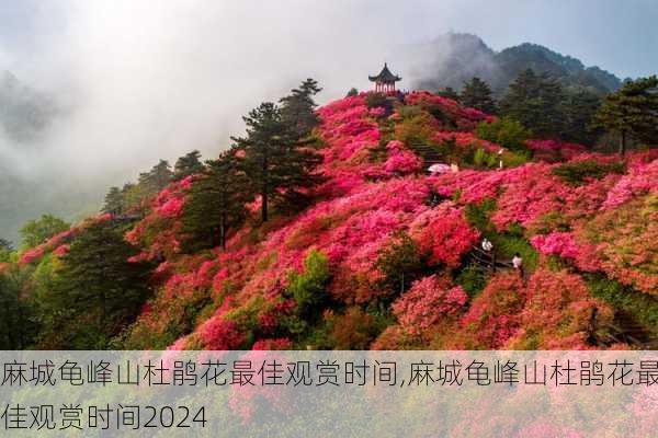 麻城龟峰山杜鹃花最佳观赏时间,麻城龟峰山杜鹃花最佳观赏时间2024