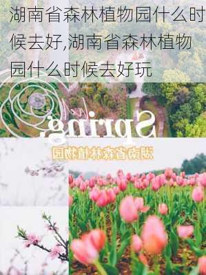 湖南省森林植物园什么时候去好,湖南省森林植物园什么时候去好玩