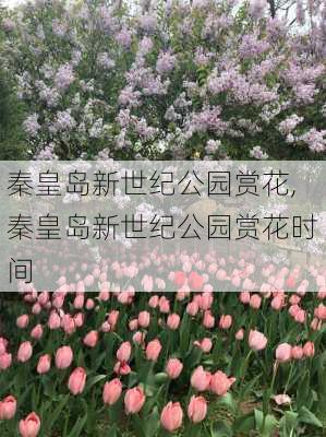 秦皇岛新世纪公园赏花,秦皇岛新世纪公园赏花时间