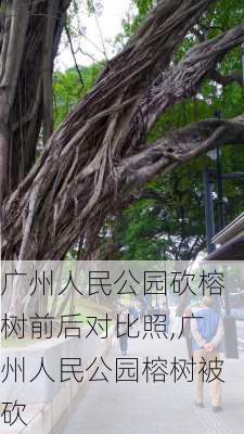 广州人民公园砍榕树前后对比照,广州人民公园榕树被砍