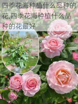 四季花海种植什么品种的花,四季花海种植什么品种的花最好