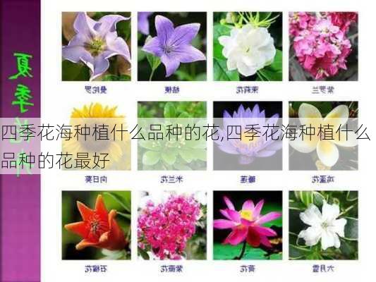 四季花海种植什么品种的花,四季花海种植什么品种的花最好