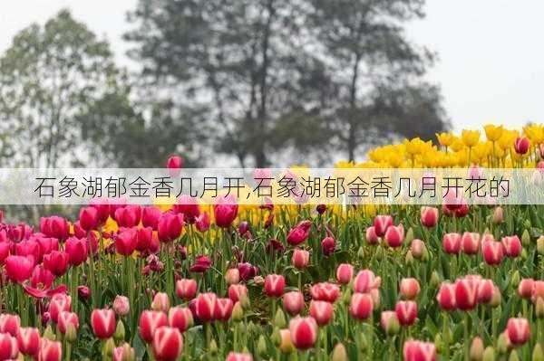 石象湖郁金香几月开,石象湖郁金香几月开花的