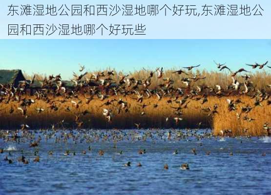 东滩湿地公园和西沙湿地哪个好玩,东滩湿地公园和西沙湿地哪个好玩些